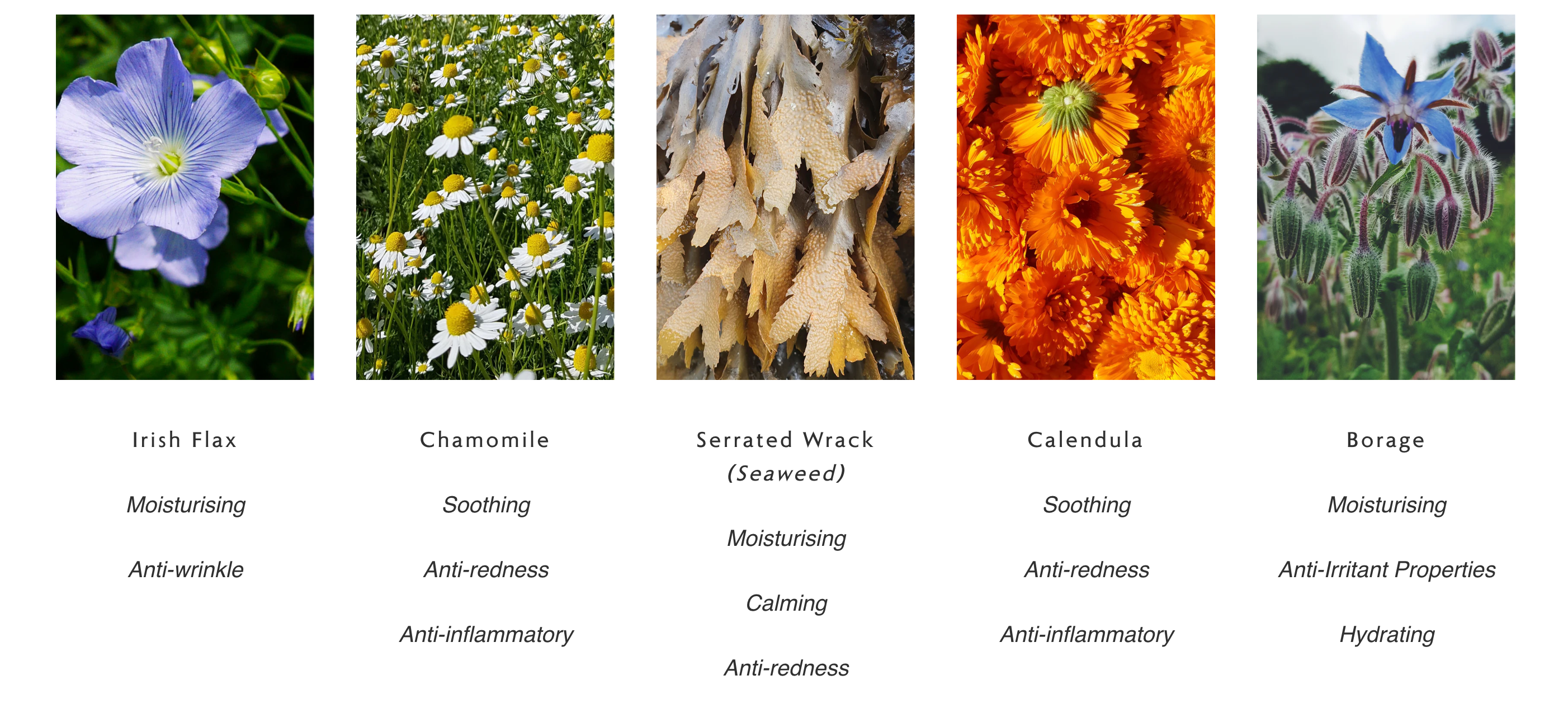 Modern Botany Cleansing Balm