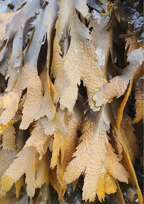 Modern Botany Recovery Cream