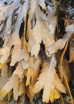 Modern Botany Recovery Cream